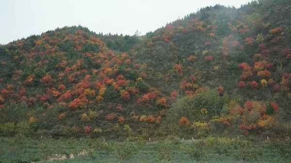 返鄉(xiāng)創(chuàng)業(yè)“花開”中國(guó)農(nóng)村